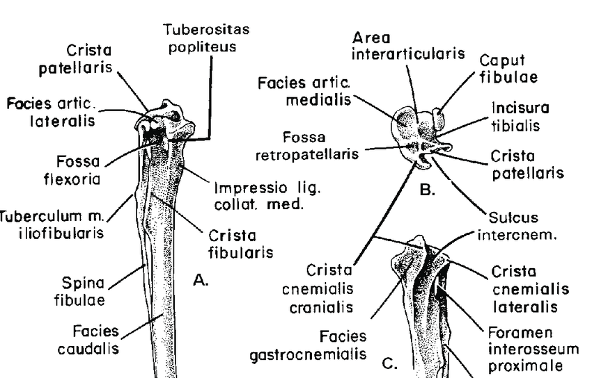 tibiotarsus