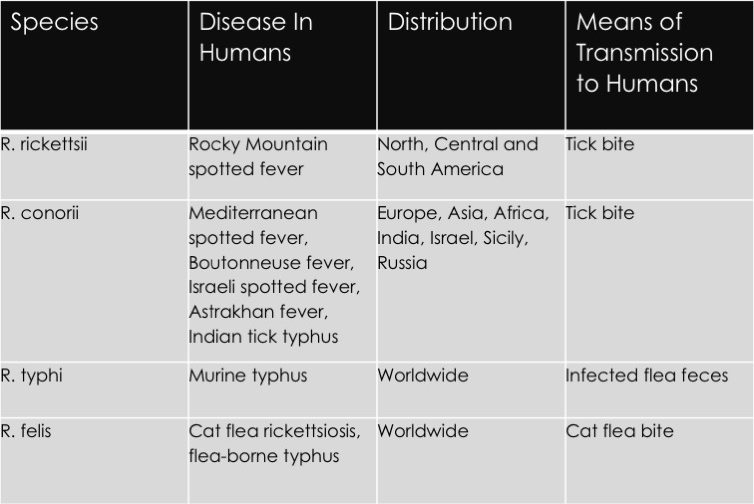 tick-borne typhus