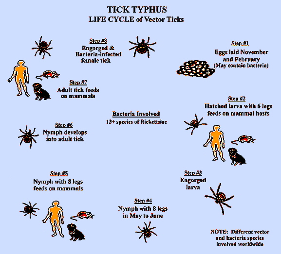 tick typhus