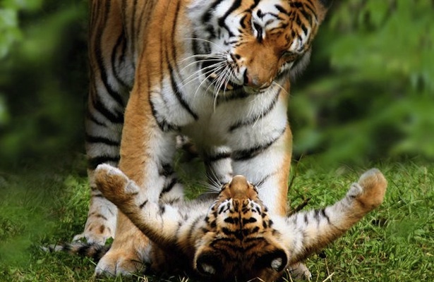 tiger mother