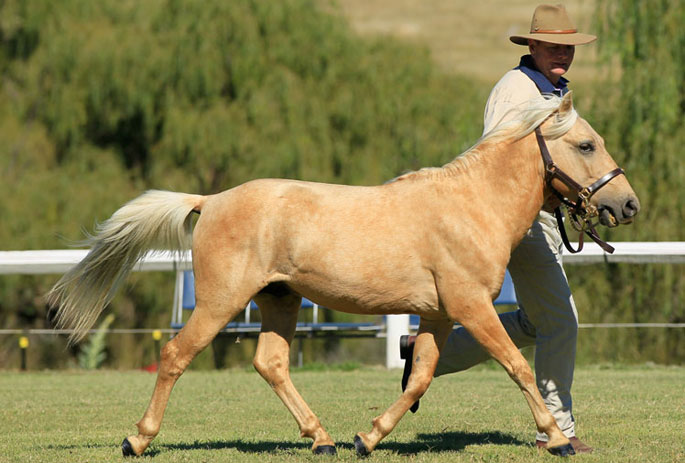 timor pony