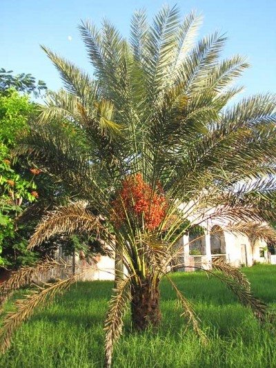 toddy palm