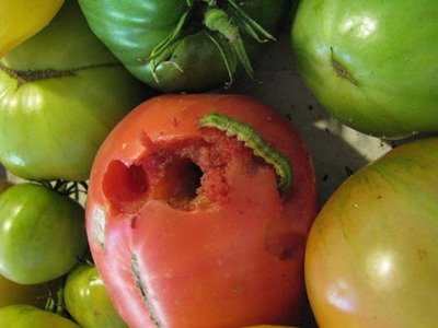 tomato fruitworm