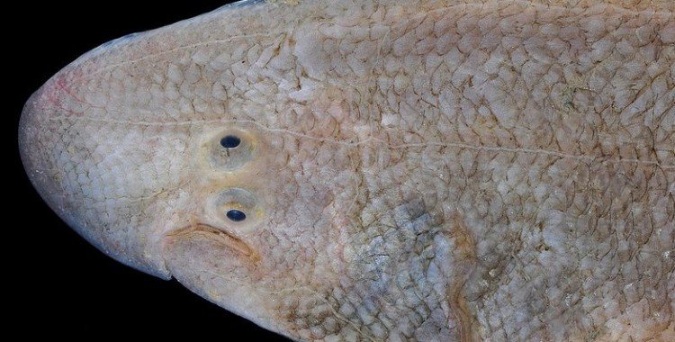 tonguefish