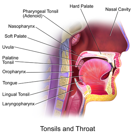 tonsilla