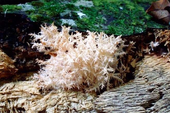 tooth fungus