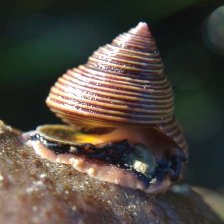 top-shell
