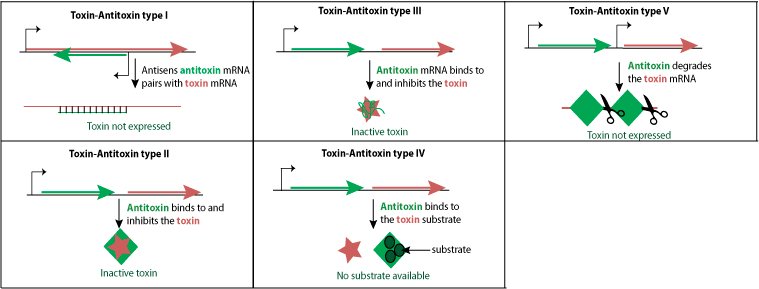 toxin-antitoxin