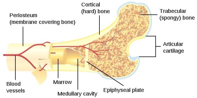 trabecular bone