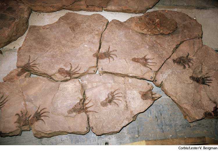trace fossil
