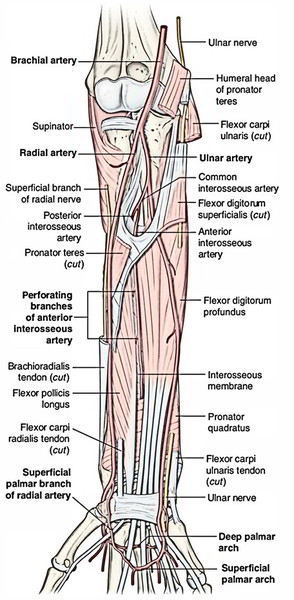 ulnar artery