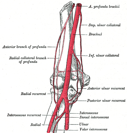 ulnar collateral artery