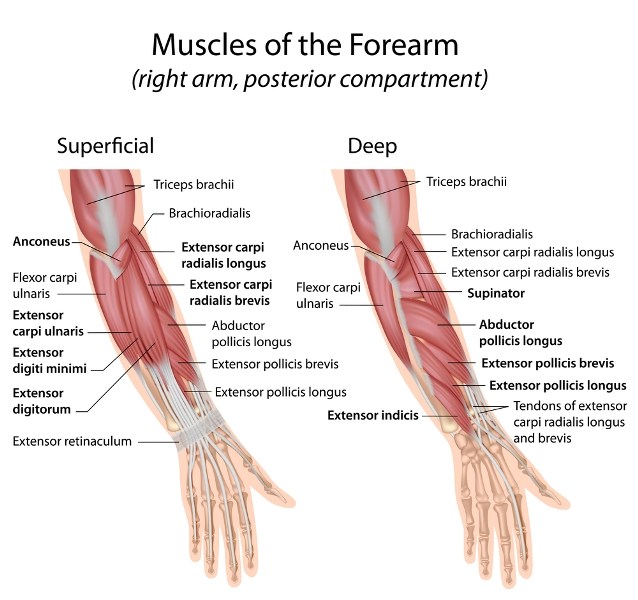 ulnar extensor muscle of wrist