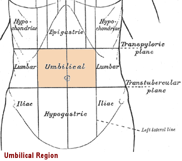 umbilical region