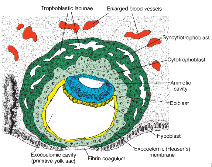 umbilical vesicle