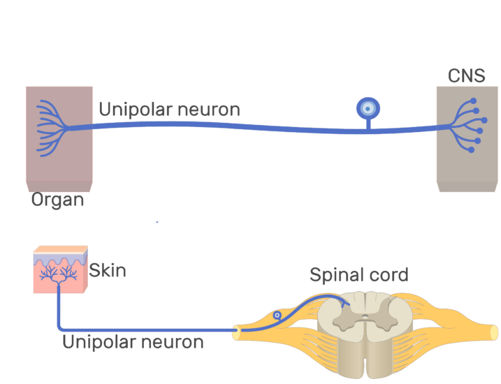 unipolar neuron