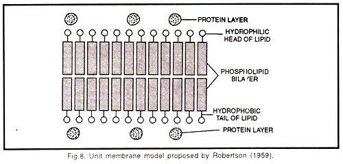 unit membrane