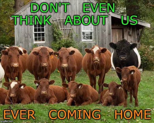 until the cows come home