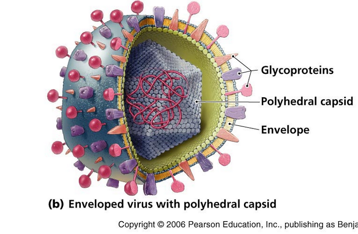 varicella-zoster virus