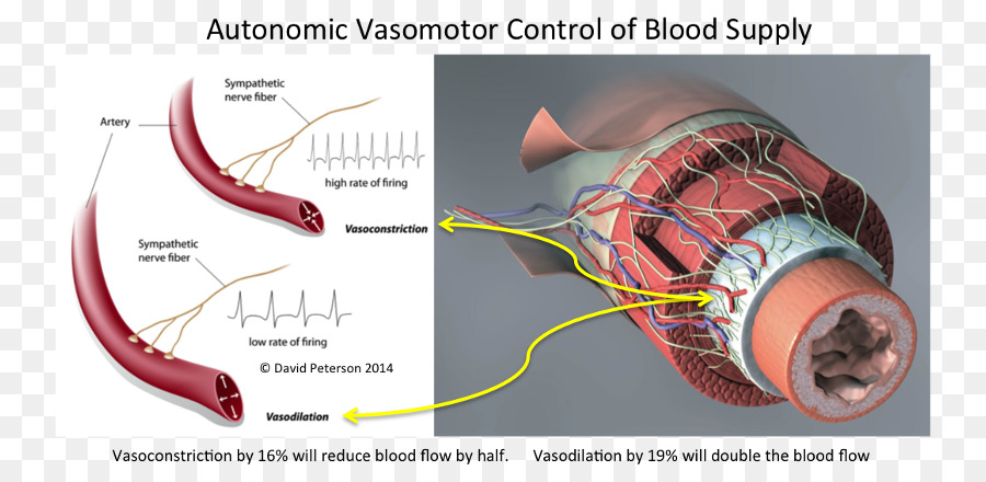 vasomotor nerve