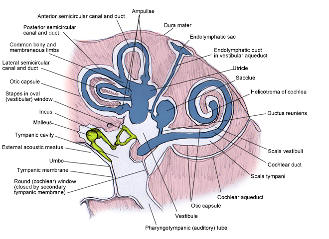 vein of cochlear canal