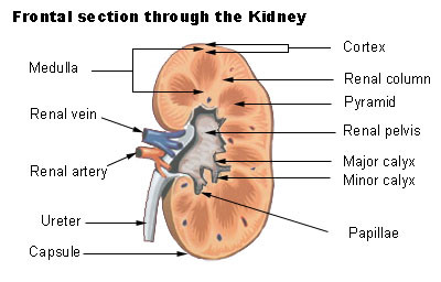vein of kidney