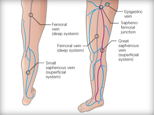 vein of knee