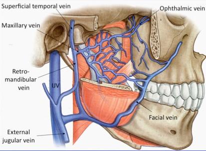 vein of pterygoid canal