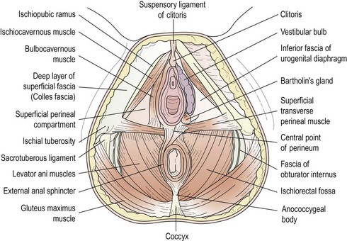vein of vestibular bulb