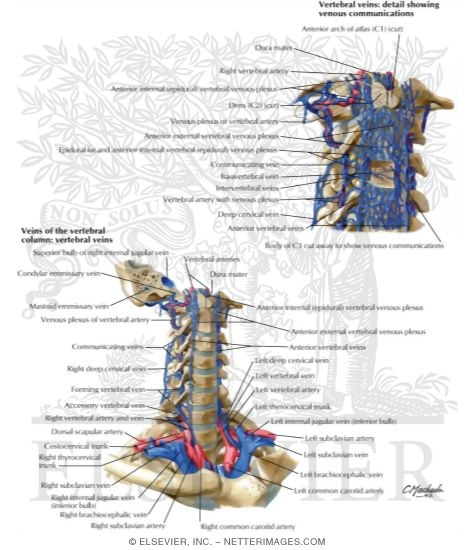 veins of vertebral column