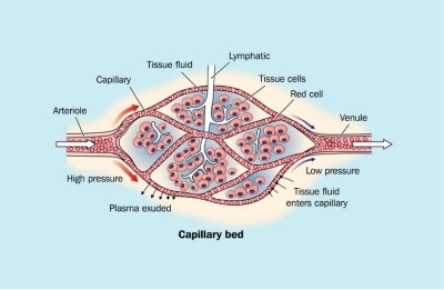 venous capillary