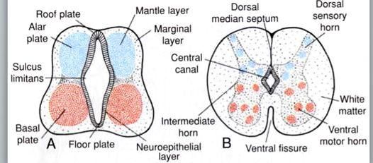 ventral plate of neural tube
