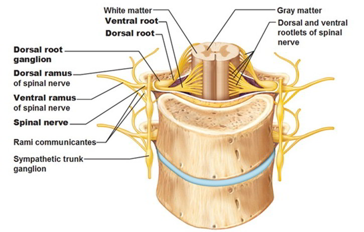 ventral root