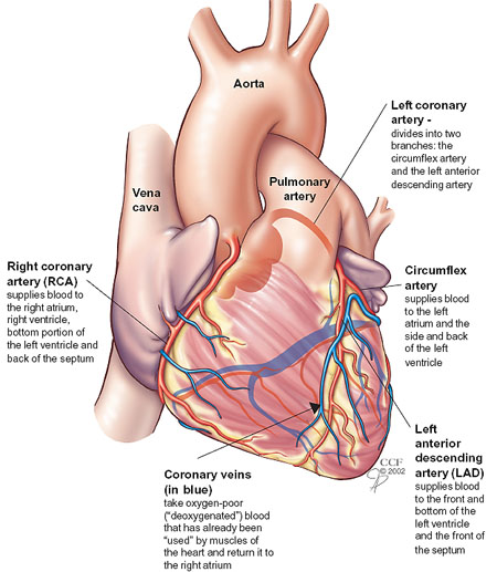 ventricular artery
