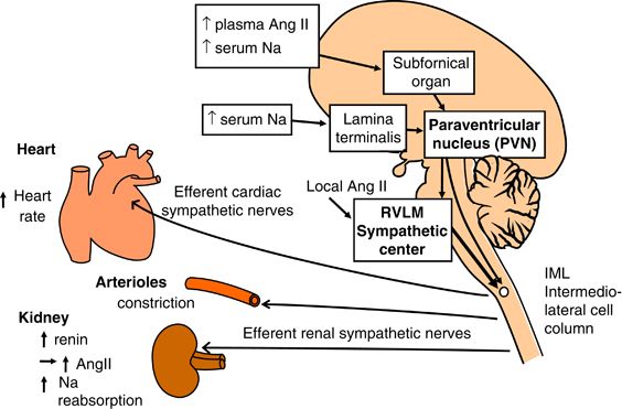 ventrolateral