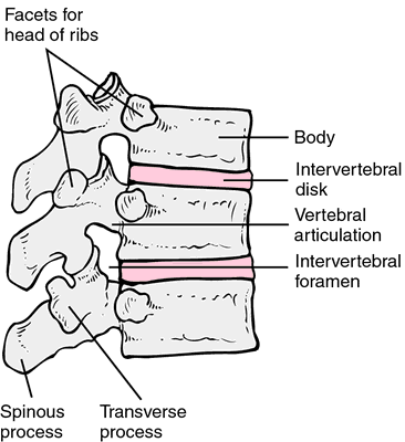 vertebra dentata