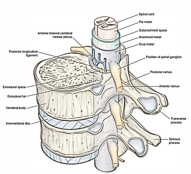vertebral canal