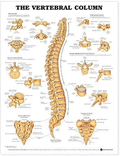 vertebral column