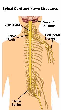 vertebral nerve