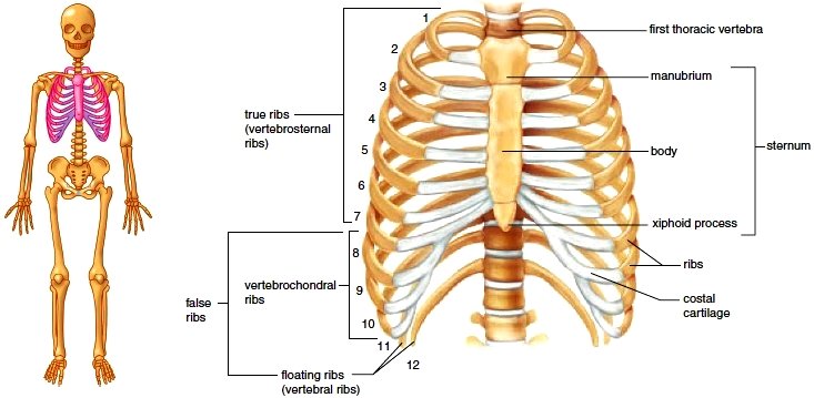 vertebral rib