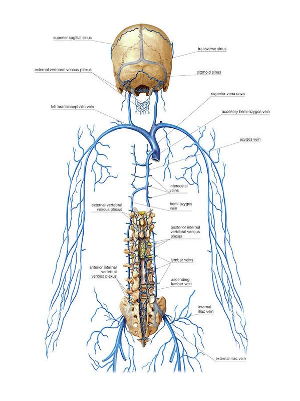 vertebral vein