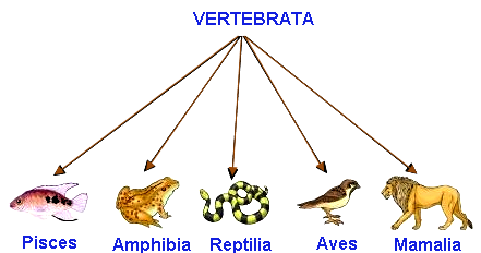 vertebrata
