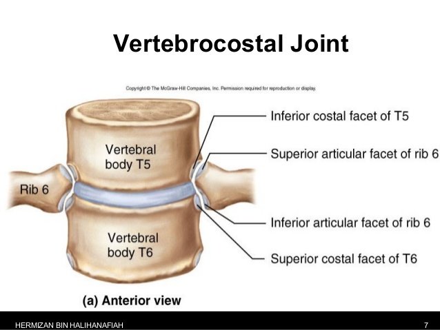 vertebrocostal
