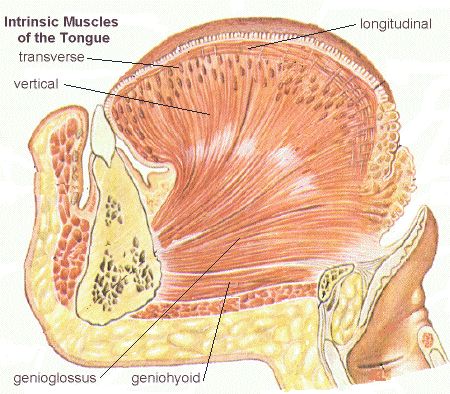 vertical muscle of tongue