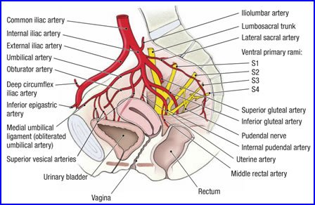 vesical artery