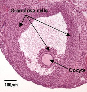 vesicular ovarian follicle