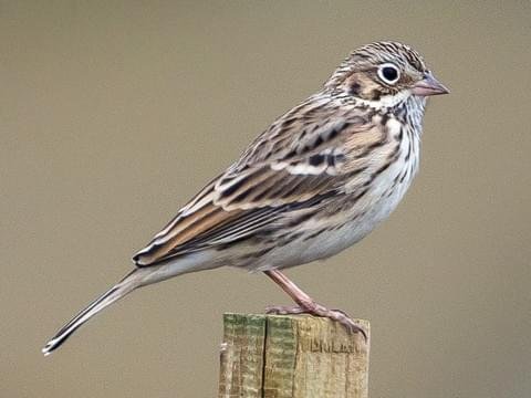 vesper sparrow
