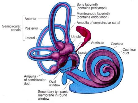 vestibular canal