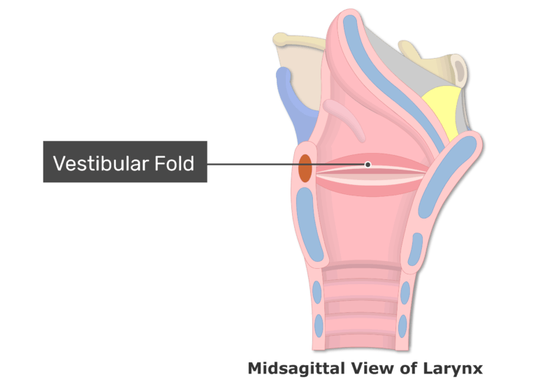 vestibular fold