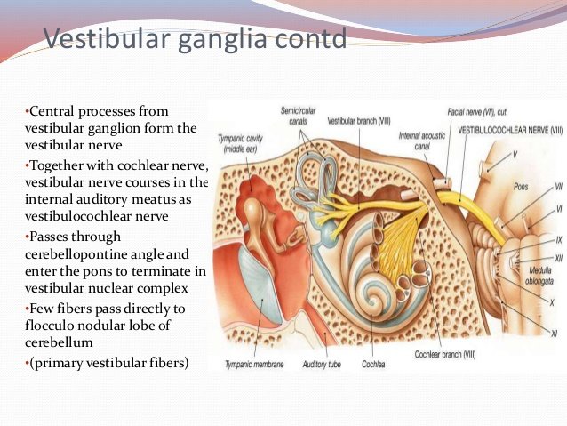 vestibular ganglion